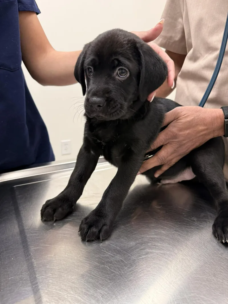 Bear Pup