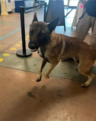 A young large-sized male German Shepherd Dog dog named Diesel for adoption in Van Nuys, CA