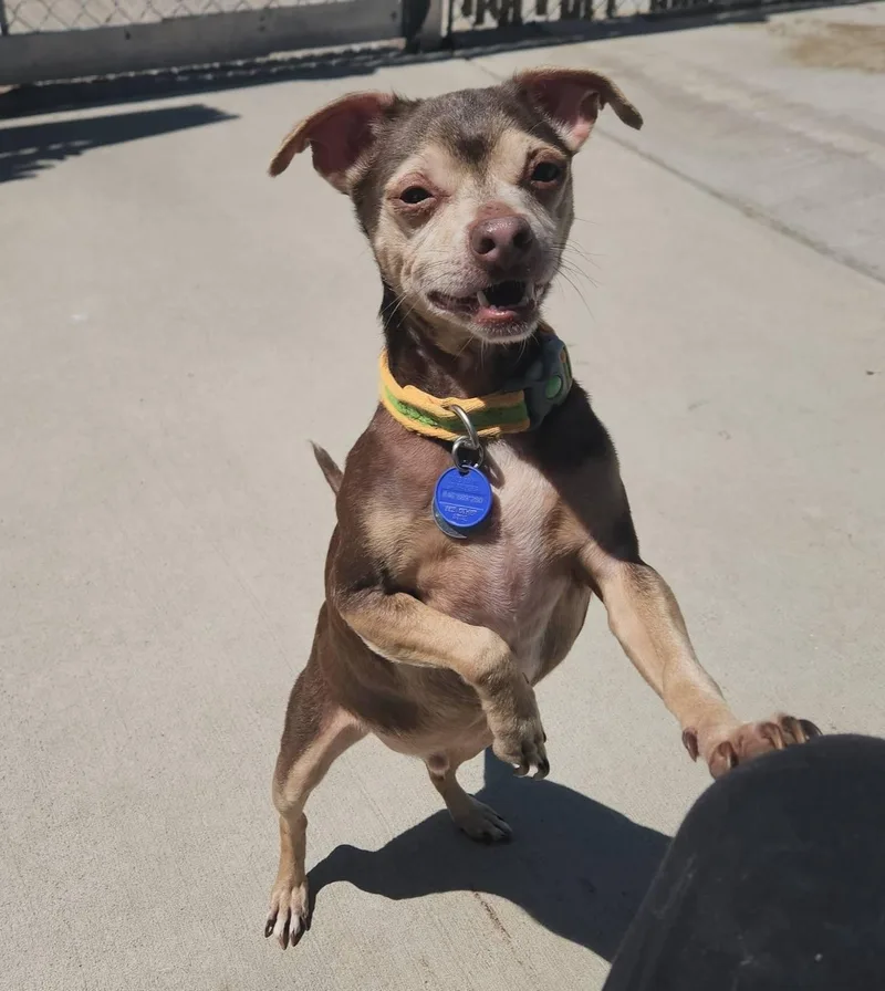 A senior small-sized male Brown / Chocolate Chihuahua dog named Lil Bit for adoption in La Salle, IL