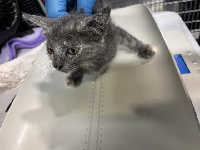 A baby small-sized female Domestic Short Hair cat named Fandango for adoption in Grand Prairie, TX