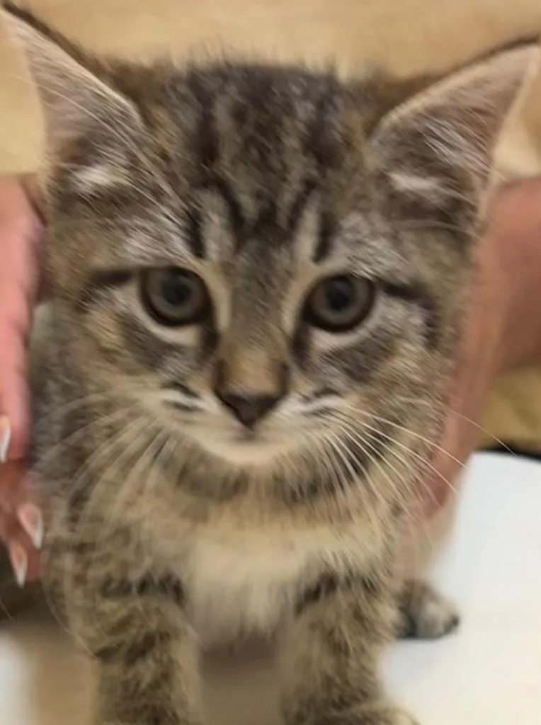 A baby small-sized female Domestic Short Hair cat named Lemon for adoption in Elizabethton, TN