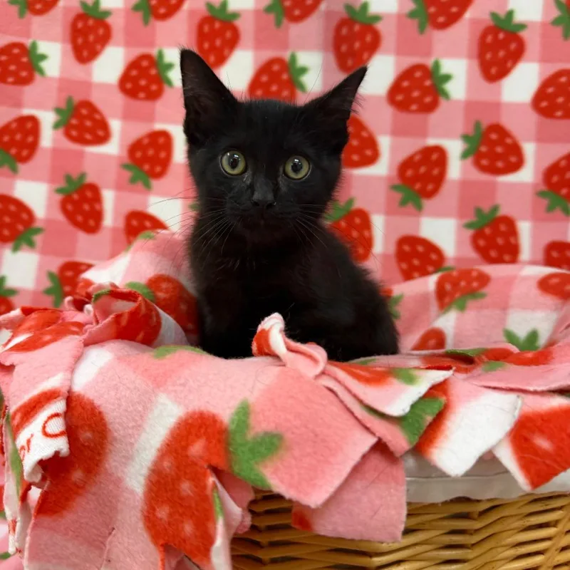 A baby small-sized male Black Domestic Short Hair cat named Pompurin for adoption in Deerfield, IL