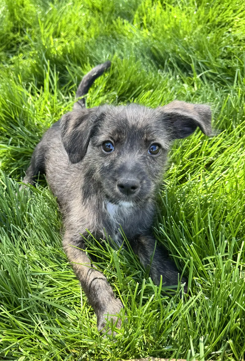 A baby small-sized male Miniature Schnauzer dog named Bentley for adoption in Gainesville, VA