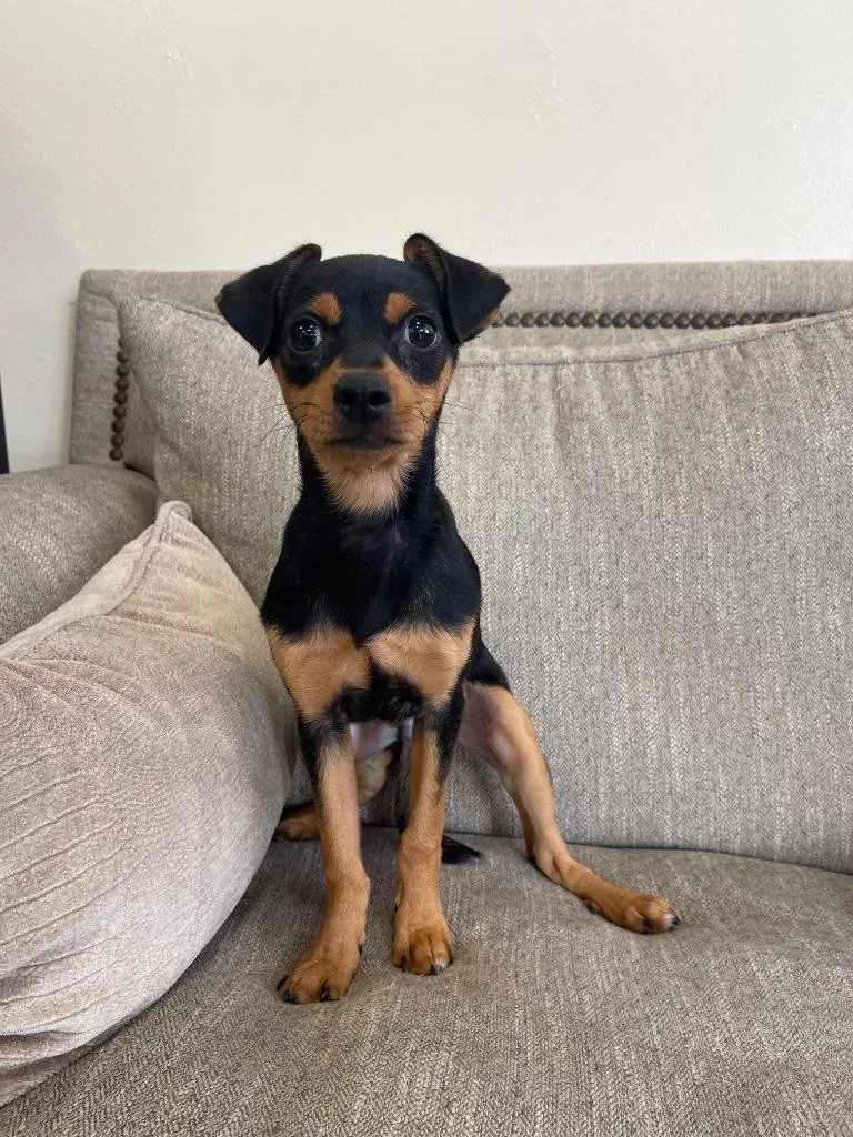 A baby small-sized male Mixed Breed dog named Olympus for adoption in Thousand Oaks, CA