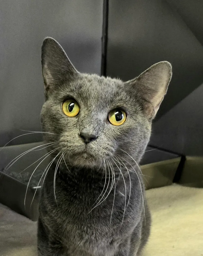 A young small-sized male Domestic Short Hair cat named Blue for adoption in Arlington Heights, IL