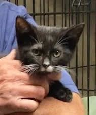 A young medium-sized male Domestic Short Hair cat named Ross for adoption in Saint Marys, WV