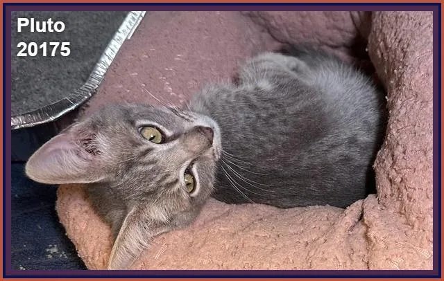 A baby medium-sized male Tabby (Gray / Blue / Silver) Domestic Short Hair cat named Pluto for adoption in Marietta, GA