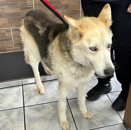 A senior medium-sized male German Shepherd Dog dog named Shadow for adoption in Naperville, IL