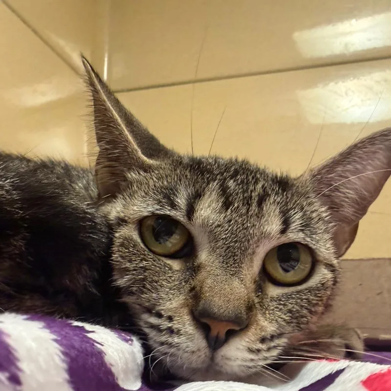 A young medium-sized female Gray / Blue / Silver Domestic Short Hair cat named Bay Bay for adoption in Beckley, WV