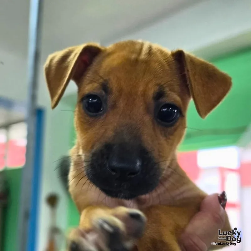 A baby medium-sized female Labrador Retriever dog named Akira for adoption in Washington, DC
