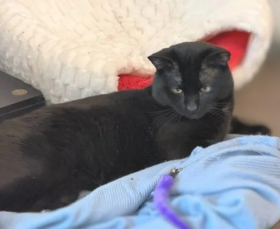 Huckleberry thumbnail 2