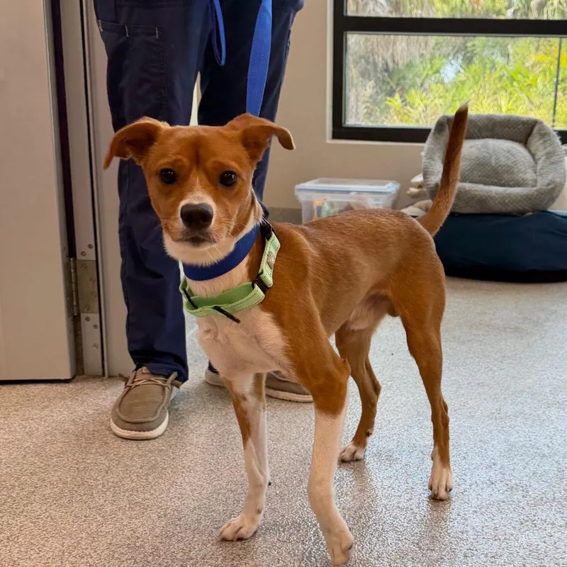 A young medium-sized male Brown / Chocolate Jack Russell Terrier dog named Rico for adoption in Englewood, FL