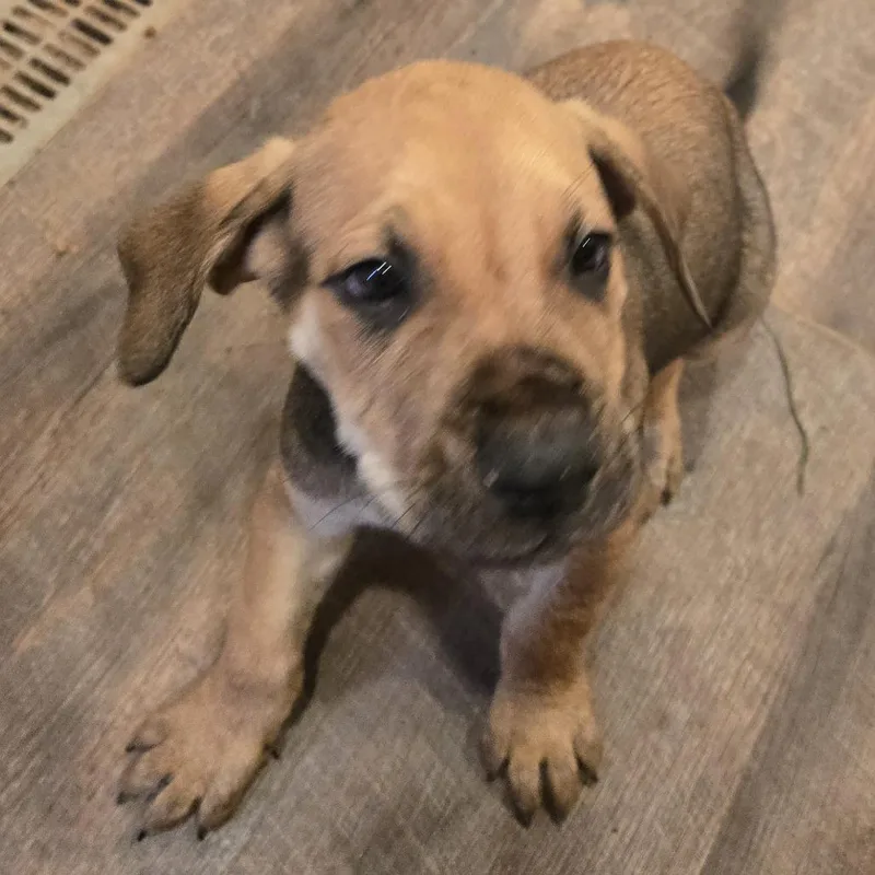 A baby large-sized male Brown / Chocolate Mixed Breed dog named Silas for adoption in Brownsboro, AL