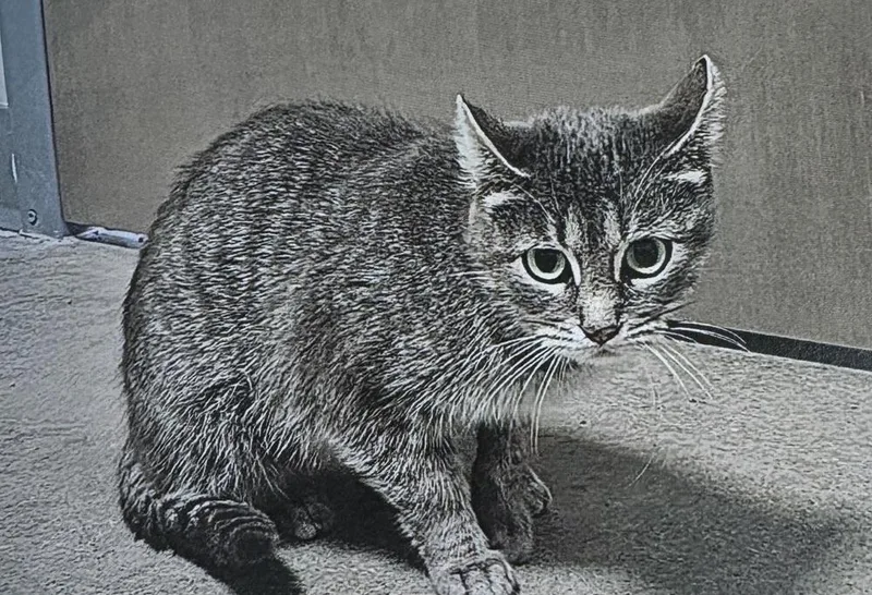 Stardust thumbnail 2