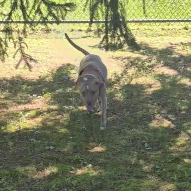 An adult medium-sized female Yellow / Tan / Blond / Fawn Pit Bull Terrier dog named Brenda for adoption in Reisterstown, MD