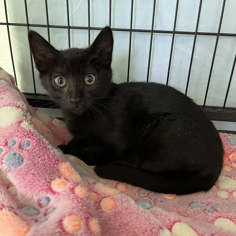 A baby small-sized female Black Domestic Short Hair cat named Gigi for adoption in Hawthorne, CA