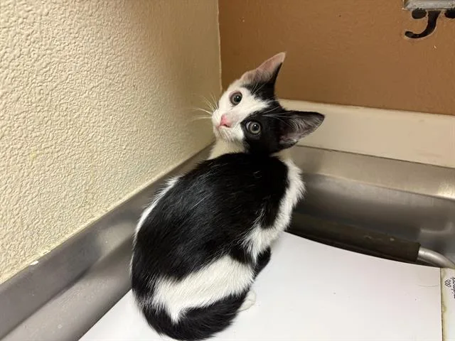A baby small-sized male Domestic Short Hair cat named Tom for adoption in Fairfield, CA