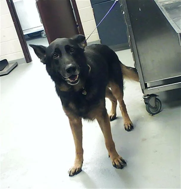 An adult large-sized male German Shepherd Dog dog named Baloo for adoption in Fayetteville, NC