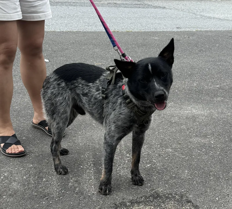A young medium-sized male Cattle Dog dog named Cosmo for adoption in Ellicott City, MD