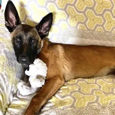 A baby medium-sized female Belgian Shepherd / Malinois dog named Sabrina for adoption in Oakland, CA
