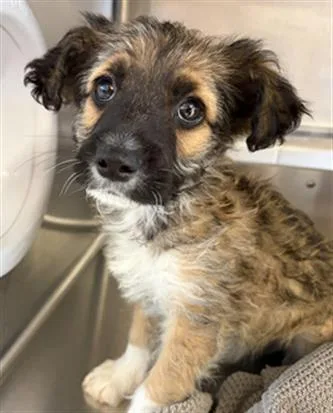 A baby small-sized male Terrier dog named A for adoption in Chula Vista, CA