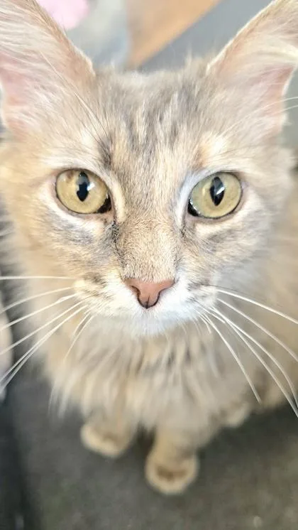 An adult medium-sized female Gray / Blue / Silver Domestic Medium Hair cat named Stormy for adoption in Downers Grove, IL