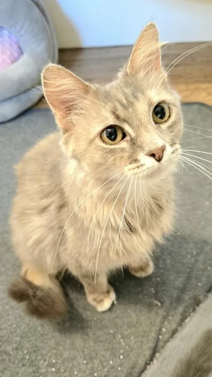 Stormy thumbnail 3