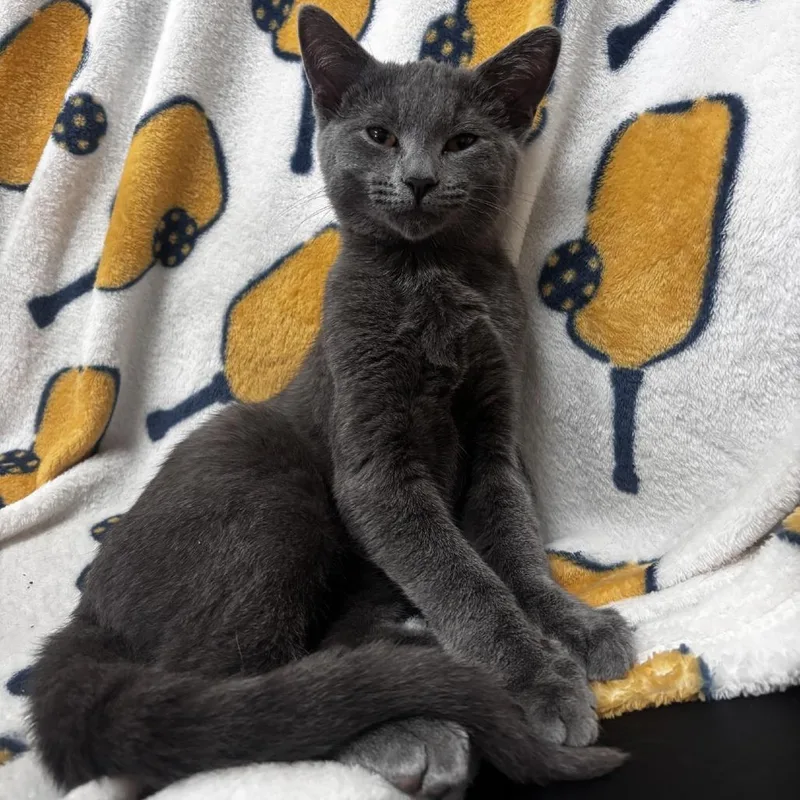 A baby small-sized male Domestic Short Hair cat named NCI Dusty for adoption in Port Washington, NY