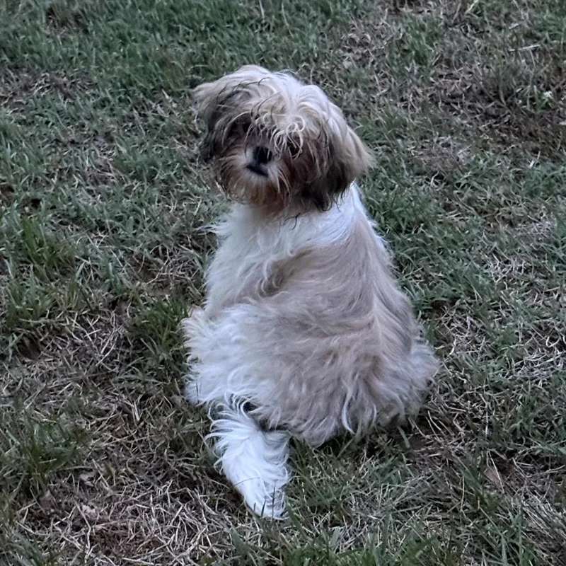 A baby small-sized male White / Cream Shih Tzu dog named Creedence for adoption in Fredericksburg, VA