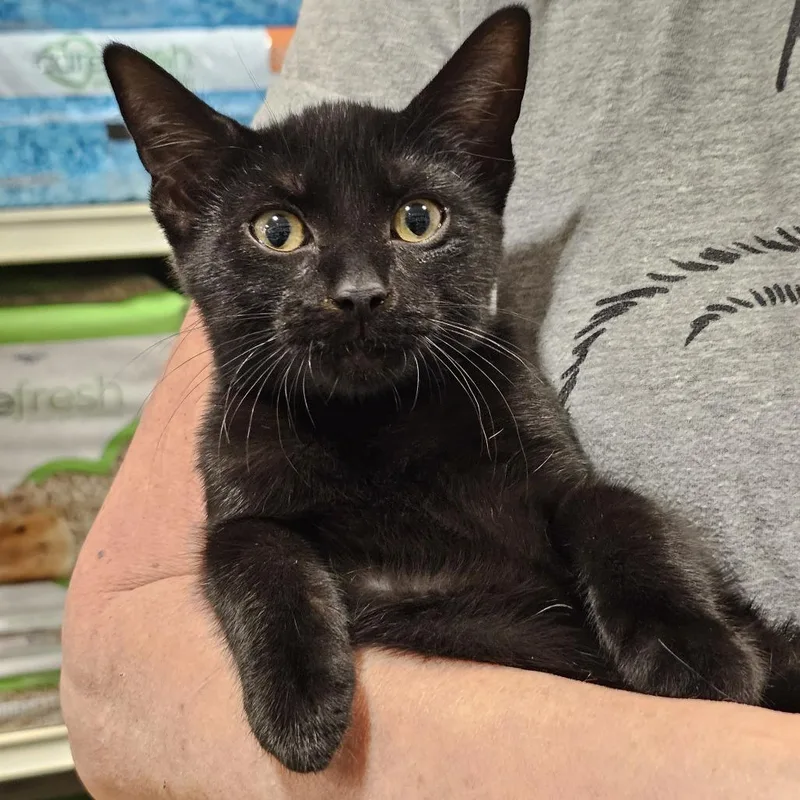 A baby small-sized female Domestic Short Hair cat named Baby Ruth for adoption in Fairfax, VA