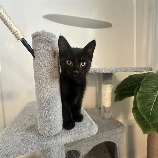 A baby small-sized male Domestic Short Hair cat named Jalepeno for adoption in Auburn, CA