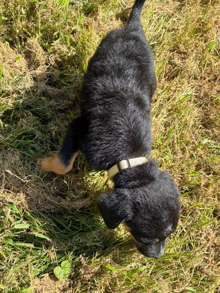 A baby medium-sized male Hound dog named Bean for adoption in Little Rock, AR