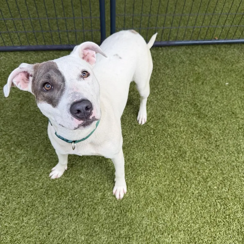 A young medium-sized female White / Cream Mixed Breed dog named Socks for adoption in Titusville, FL