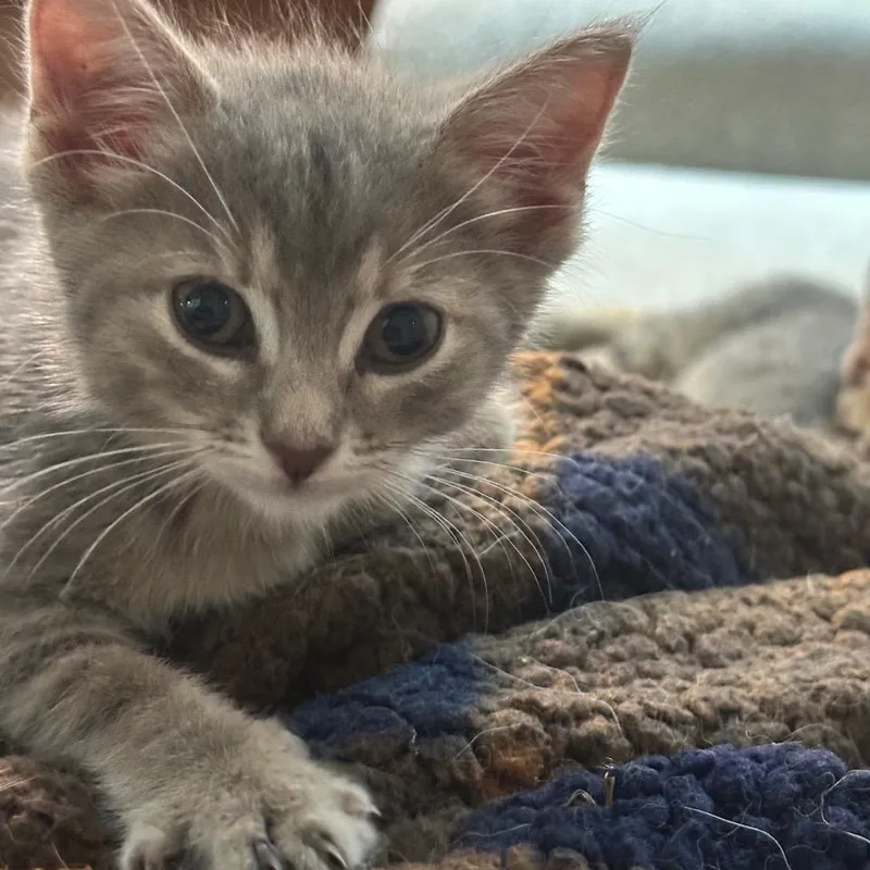 A baby small-sized female Domestic Short Hair cat named Misty for adoption in Huntington, WV
