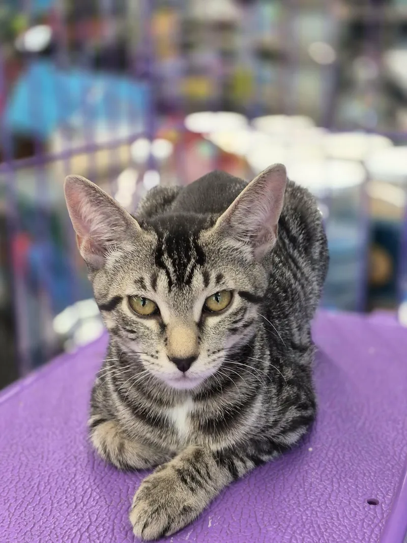 A baby small-sized female Domestic Short Hair cat named Karina for adoption in West Palm Beach, FL
