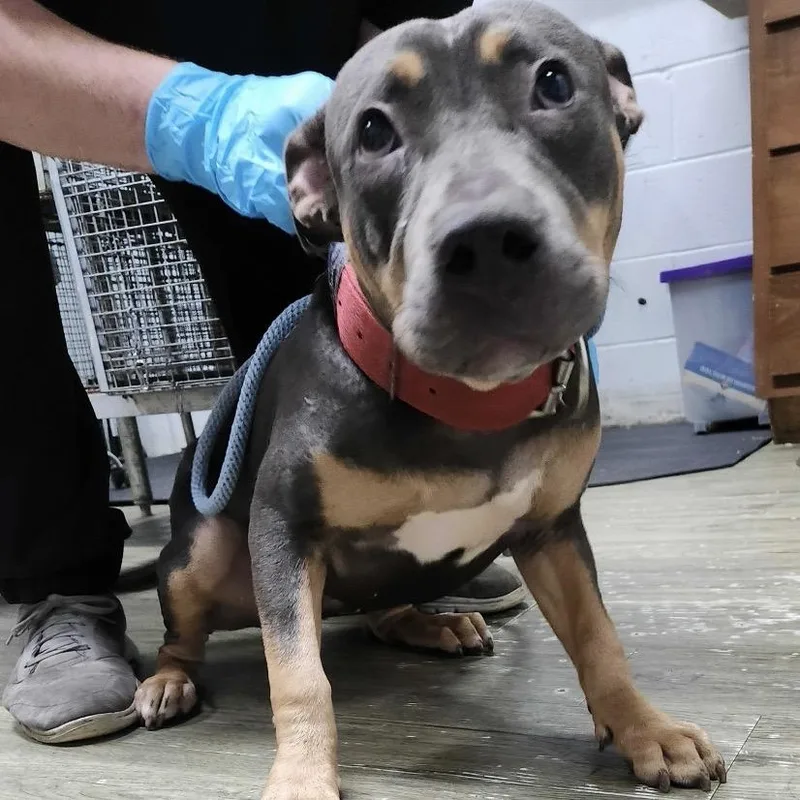 A young medium-sized female Gray / Blue / Silver Mixed Breed dog named Nala for adoption in Summerville, SC