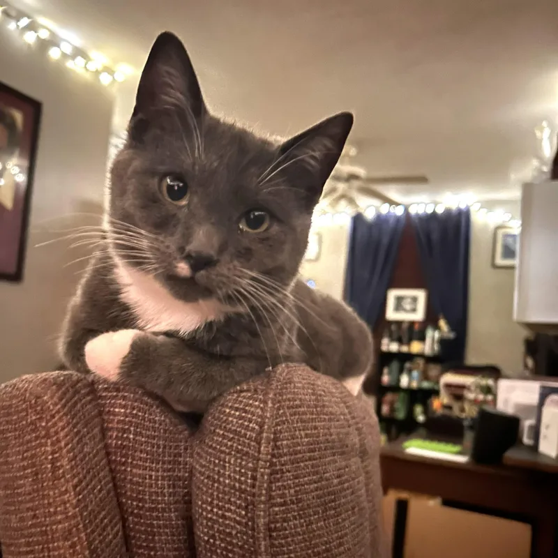 A young medium-sized male Gray & White Domestic Short Hair cat named Guthrie for adoption in Chicago, IL