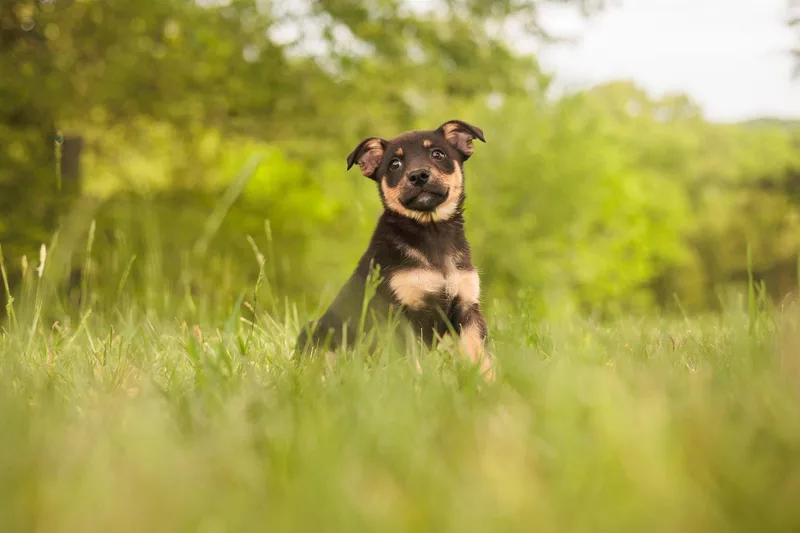 A baby small-sized female Tricolor (Brown, Black, & White) Dachshund dog named Gretatransport for adoption in Gradyville, KY
