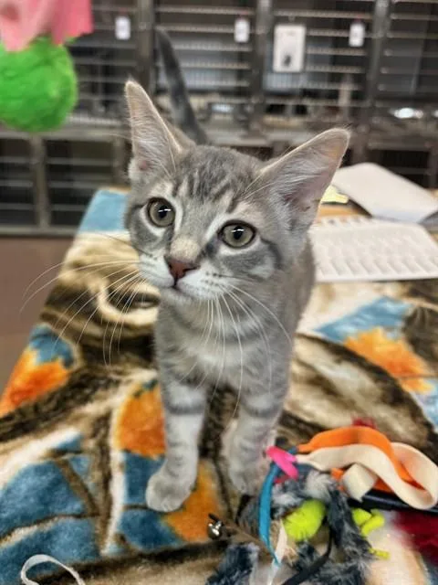 A baby medium-sized male Domestic Short Hair cat named Haiku for adoption in Aurora, IL