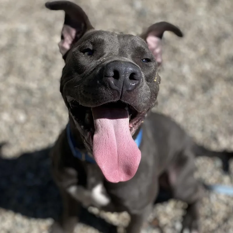 A young medium-sized male Mixed Breed dog named Scotty for adoption in West Olive, MI
