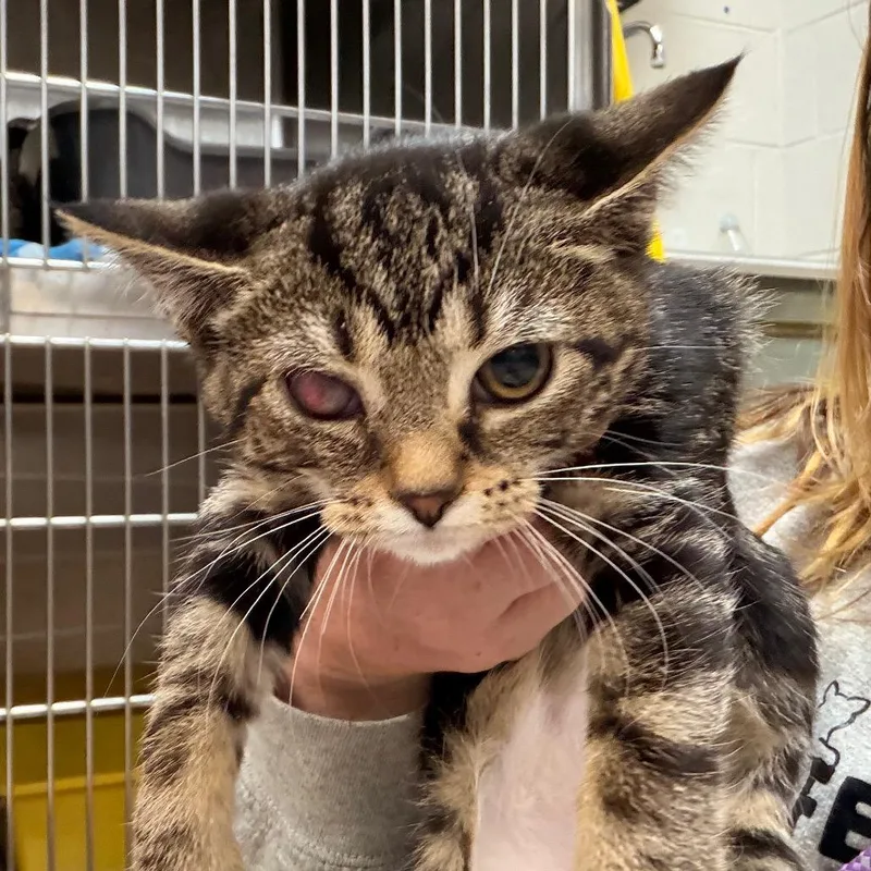 A baby small-sized female Domestic Short Hair cat named Liquid for adoption in Indianapolis, IN