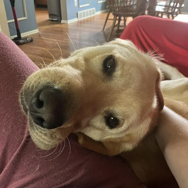 Apollo