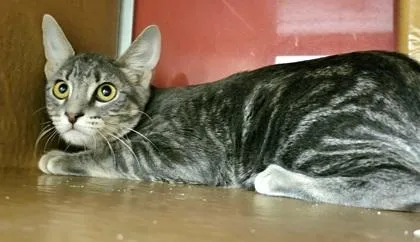 An adult small-sized female Domestic Short Hair cat named Dewdrop for adoption in Phoenix, AZ
