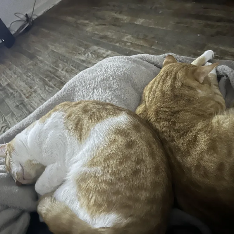 An adult medium-sized male Orange & White Domestic Short Hair cat named Prince and Zeus for adoption in Bayonne, NJ