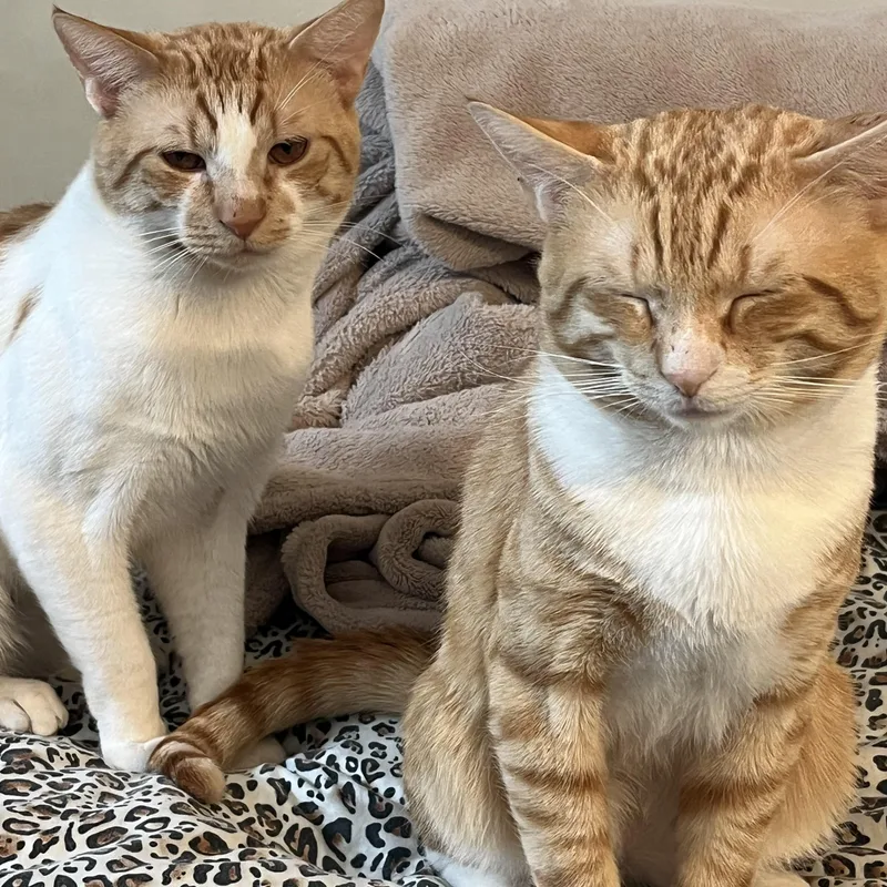 Prince and Zeus thumbnail 2