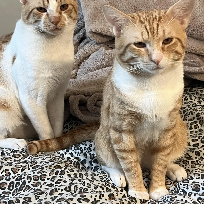 Prince and Zeus thumbnail 5