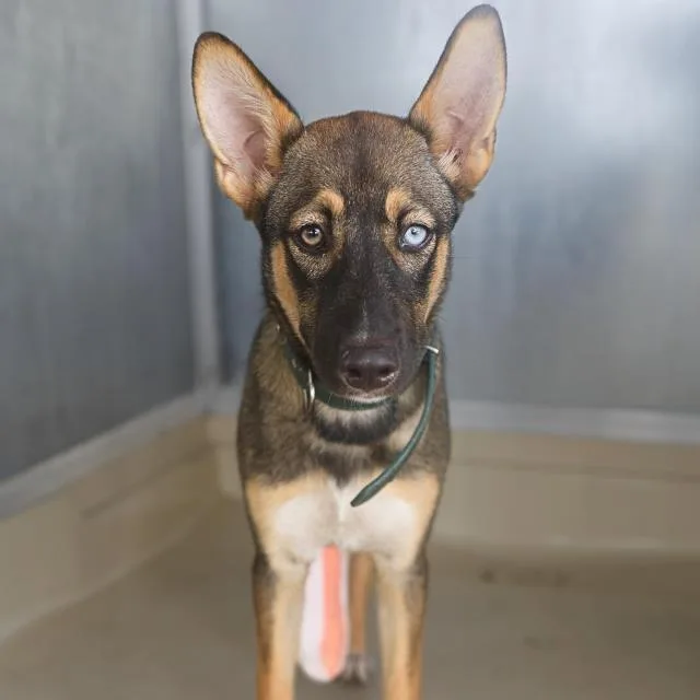 A young medium-sized female German Shepherd Dog dog named Rosaly for adoption in San Antonio, TX