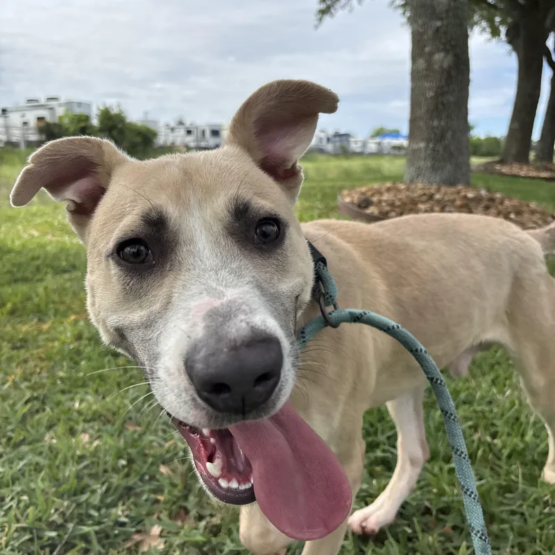 A young medium-sized male Apricot / Beige German Shepherd Dog dog named Sage for adoption in Pearland, TX