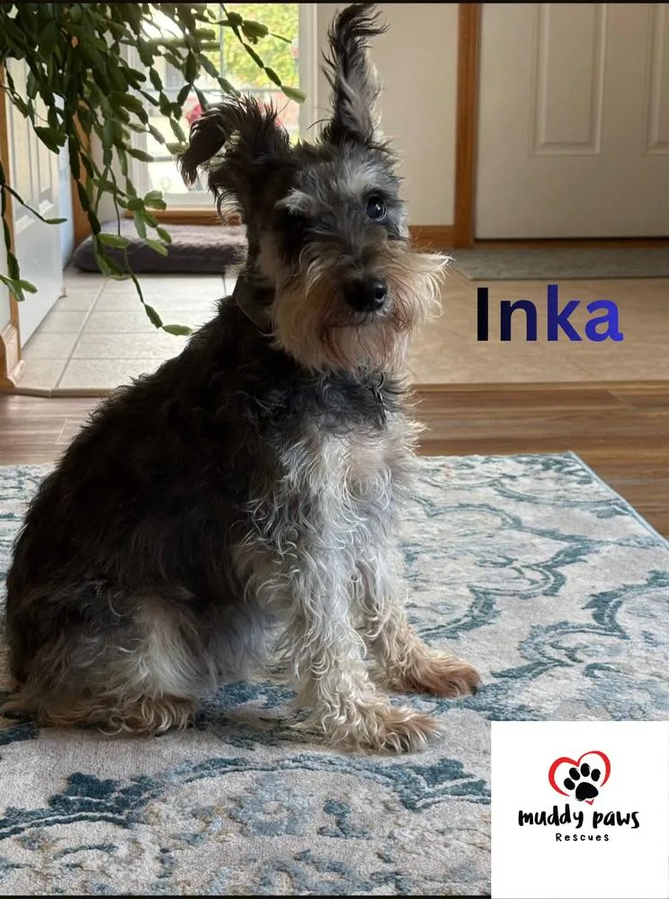 Inka thumbnail 2