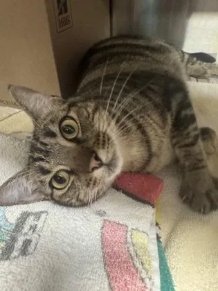 A young small-sized female Domestic Short Hair cat named Delilah for adoption in Honolulu, HI